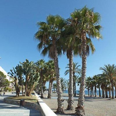 Sunshine Apartment At Tropical Coast Of Granada Almuñécar エクステリア 写真